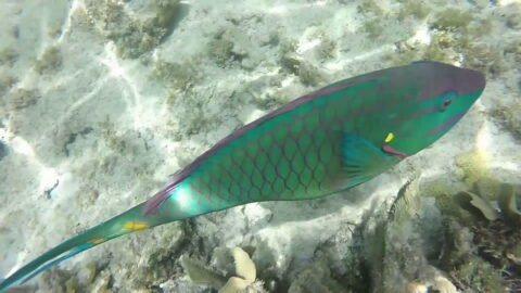 video-stoplight-parrotfish-bogdanmichka.com