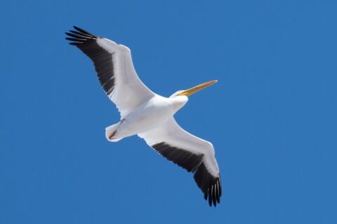 Птицы-реки-Арканзаз-6-Американский-белый-пеликан-American-white-pelican