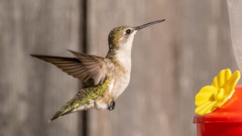 Colibri